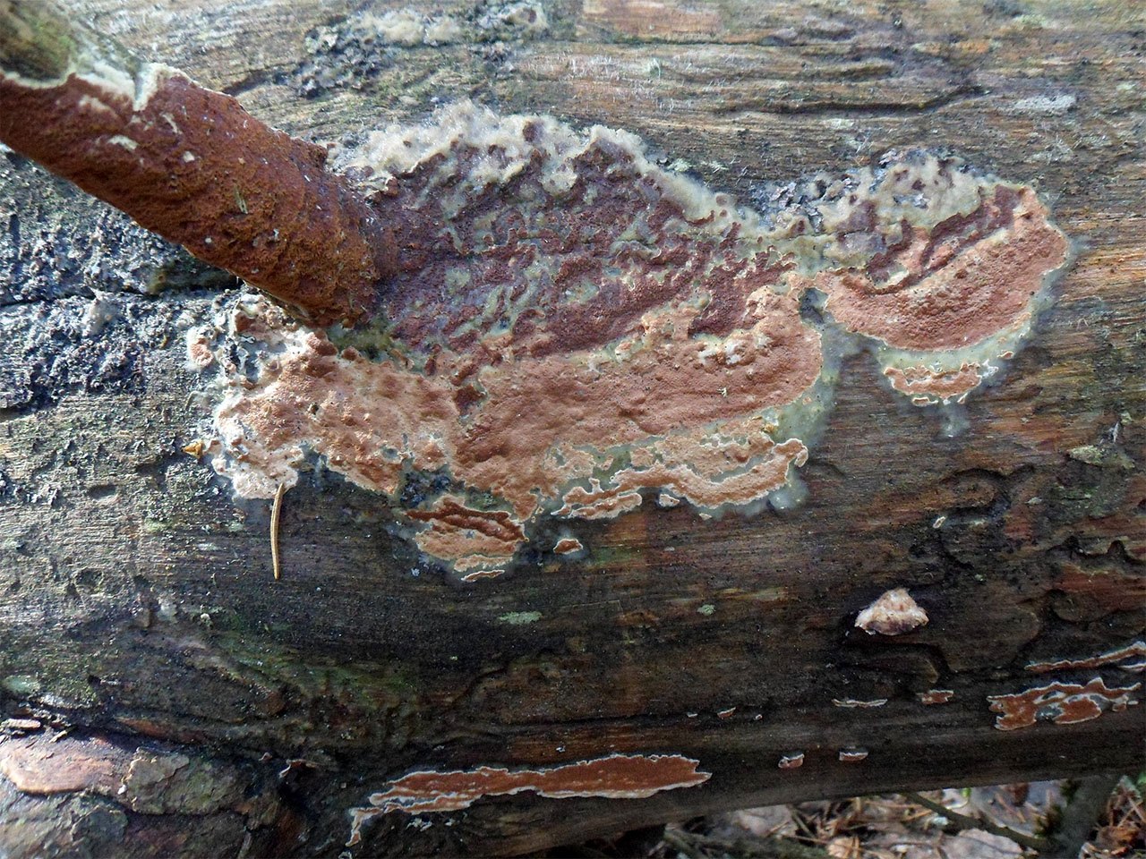 Gloeoporus