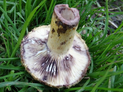 Lactarius repraesentaneus AMF 20170925-01