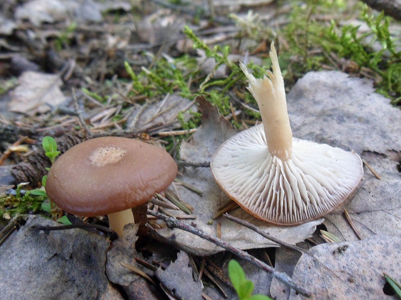 Rhizocybe vermicularis