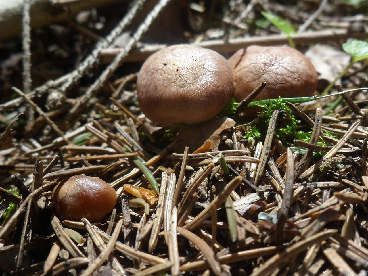 Rhizocybe vermicularis AMF 20170515-07