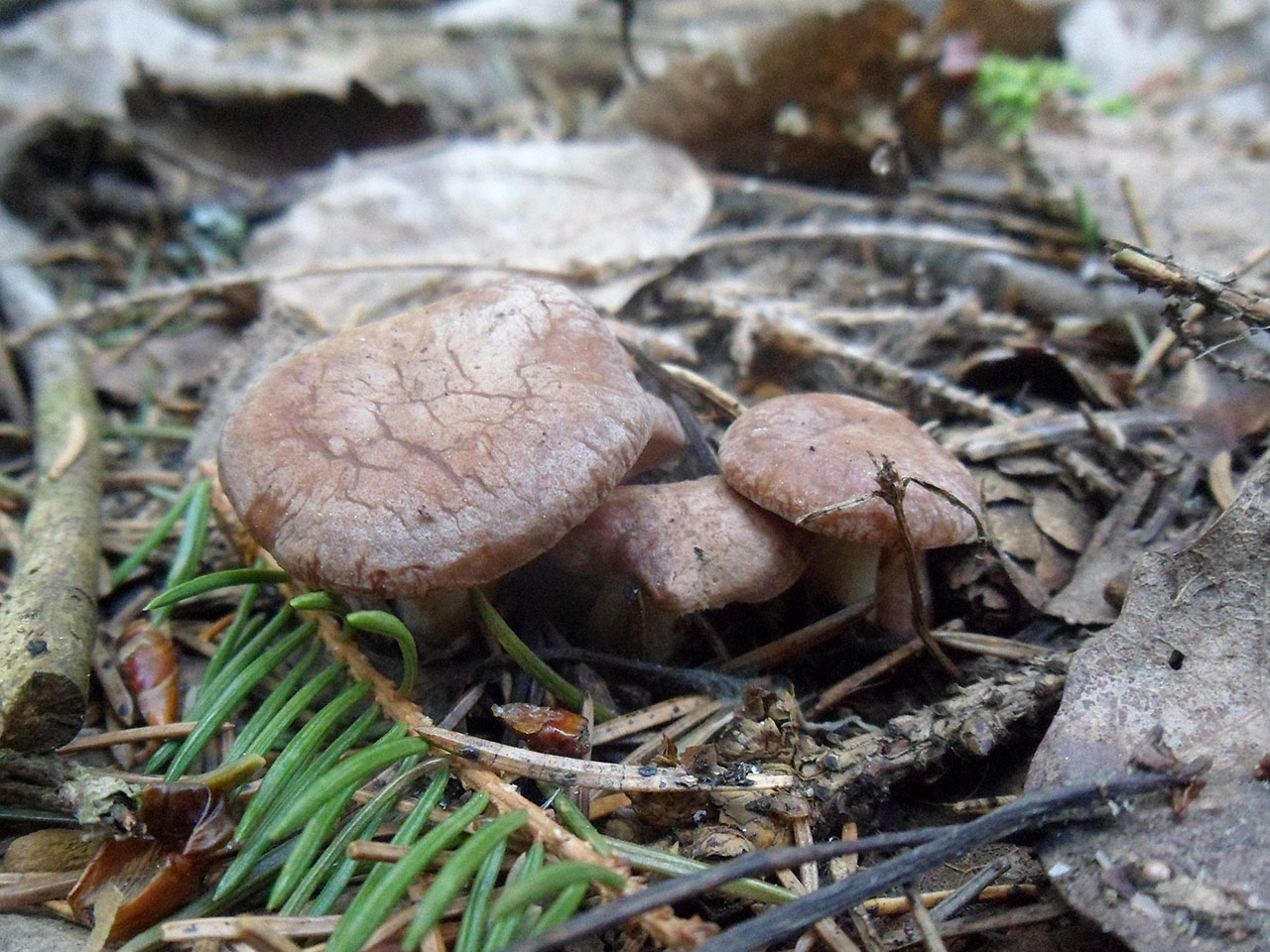Rhizocybe vermicularis AMF 20170515-08