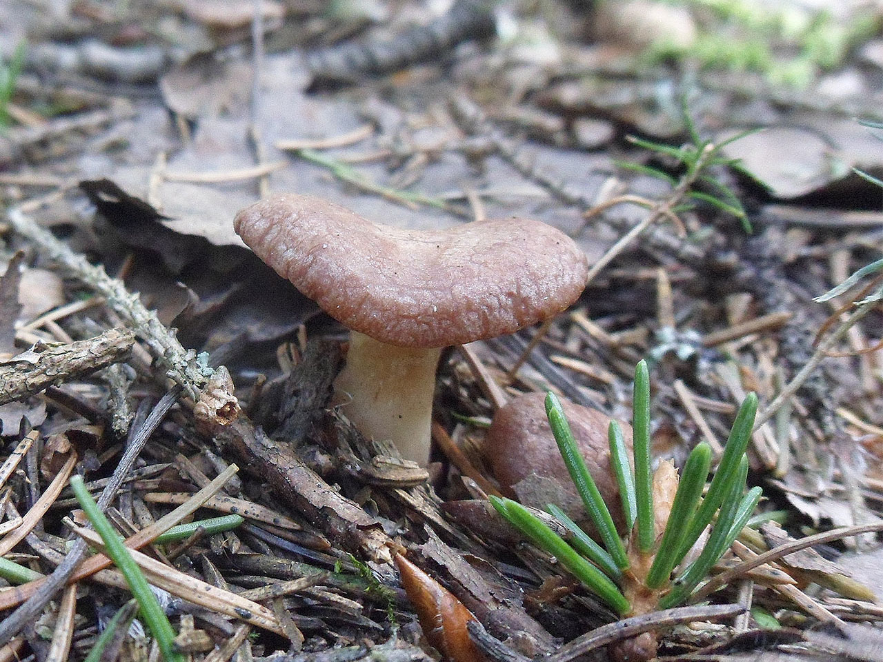 Rhizocybe vermicularis AMF 20170515-10