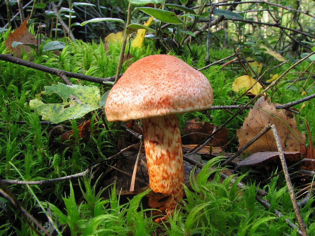 Cortinarius bolaris