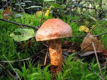 Cortinarius bolaris