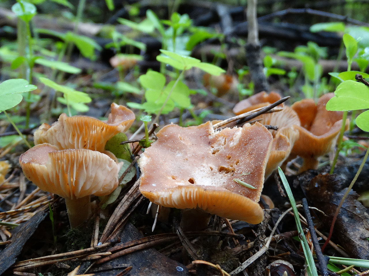 Rhizocybe vermicularis AMF 20170526-01