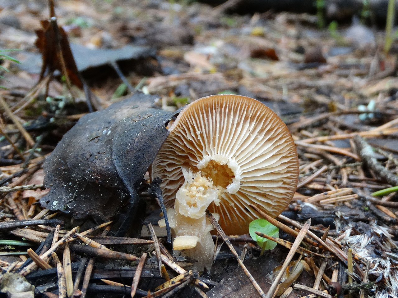 Rhizocybe vermicularis AMF 20170526-02