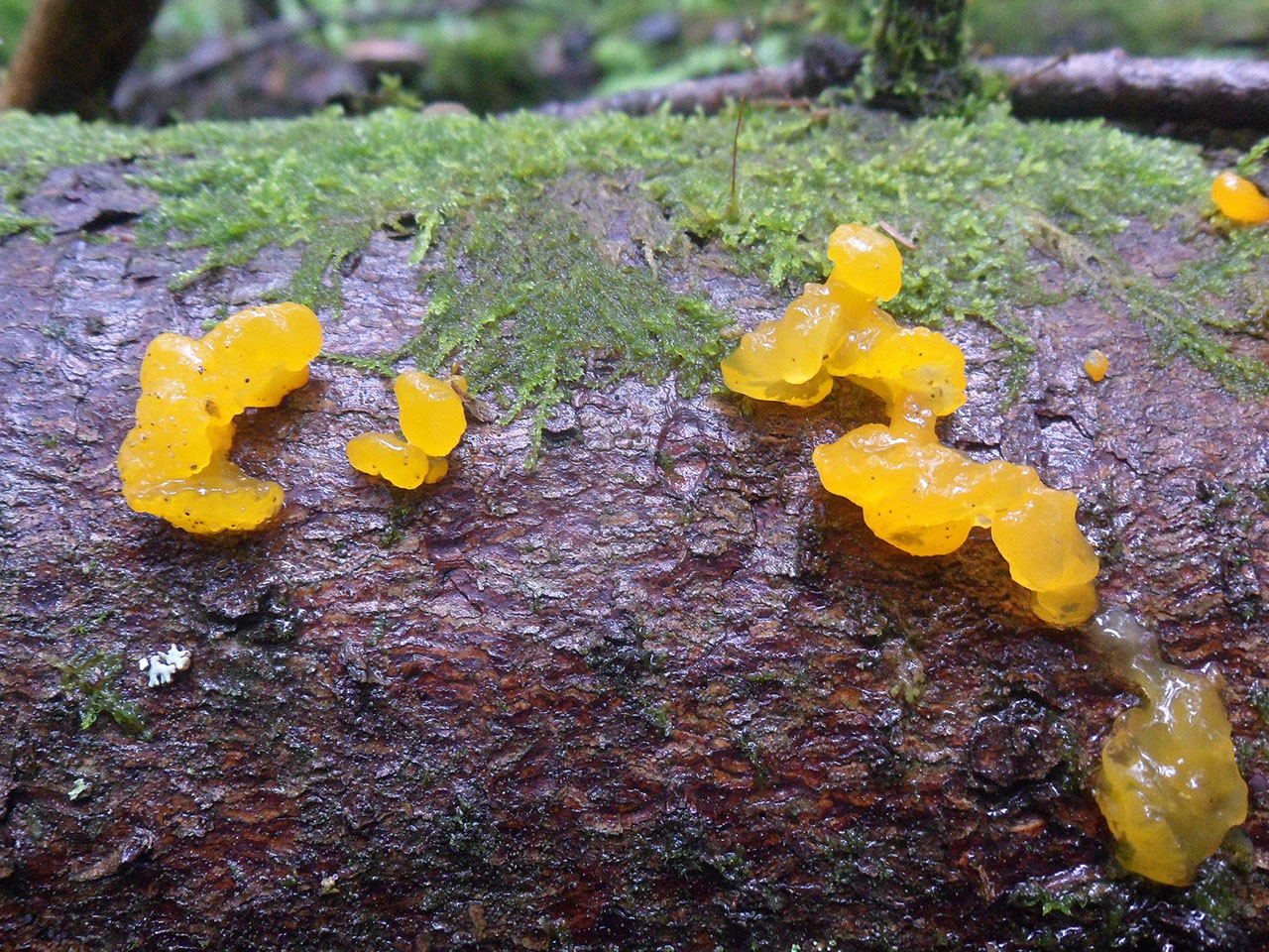 Dacrymyces chrysospermus AMF 20170704-04