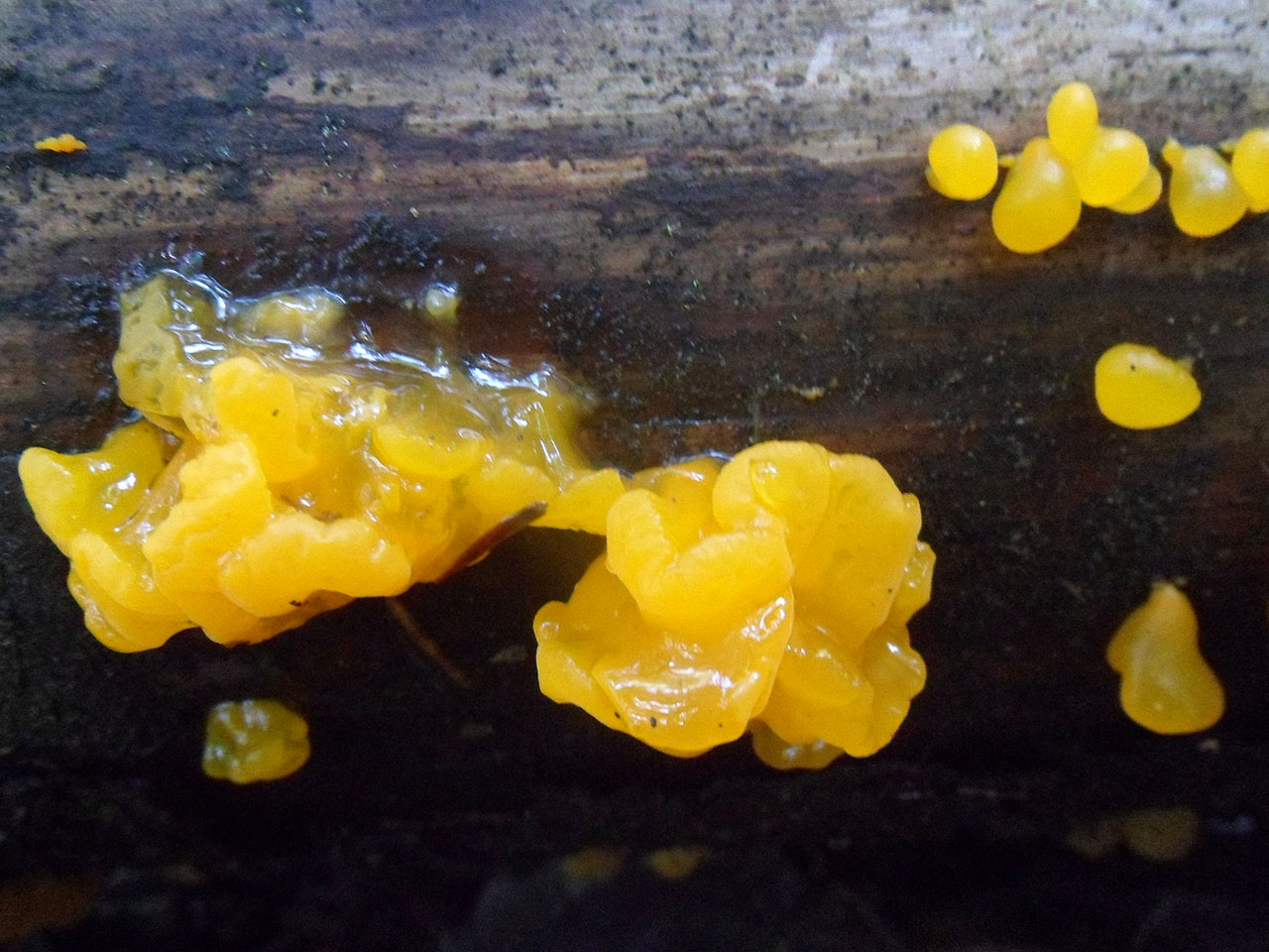 Dacrymyces chrysospermus AMF 20170705-06
