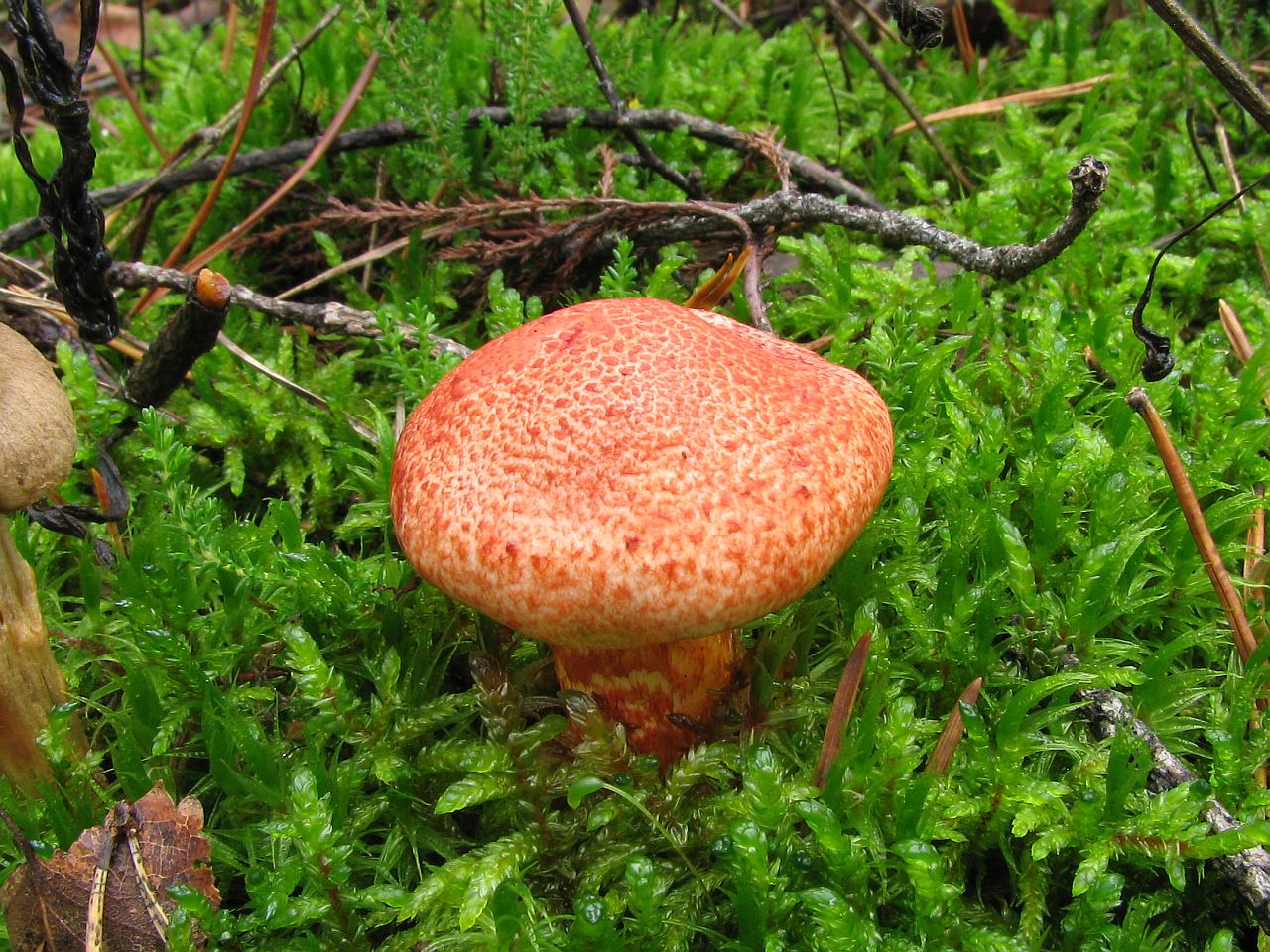 Cortinarius bolaris