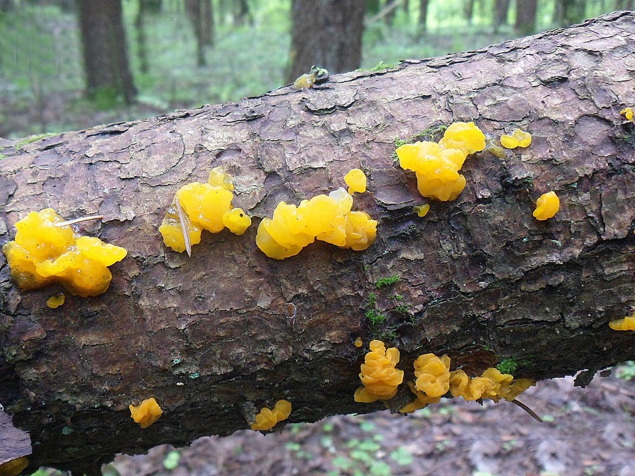 Dacrymyces chrysospermus