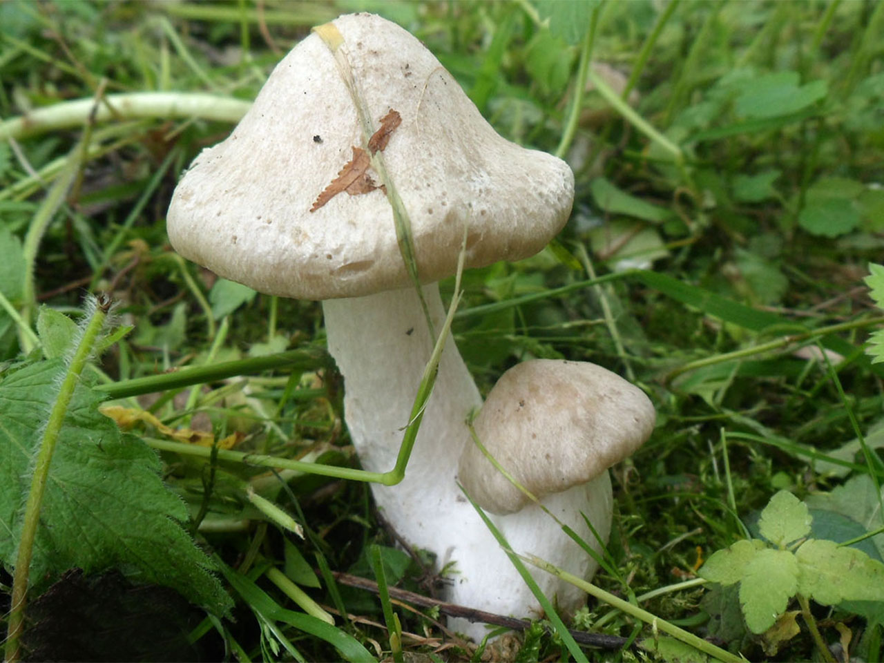 Entoloma clypeatum AMF 20170616-01