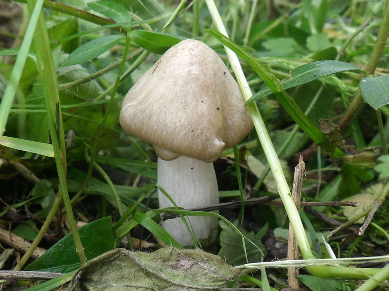 Entoloma clypeatum AMF 20170616-02