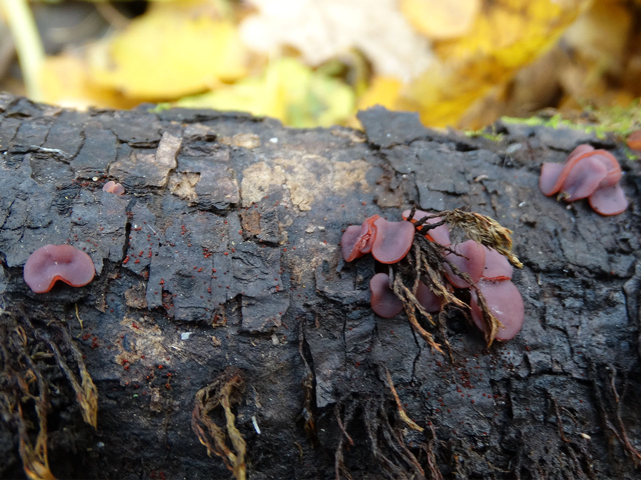 Ascocoryne cylichnium AMF 20171018-03