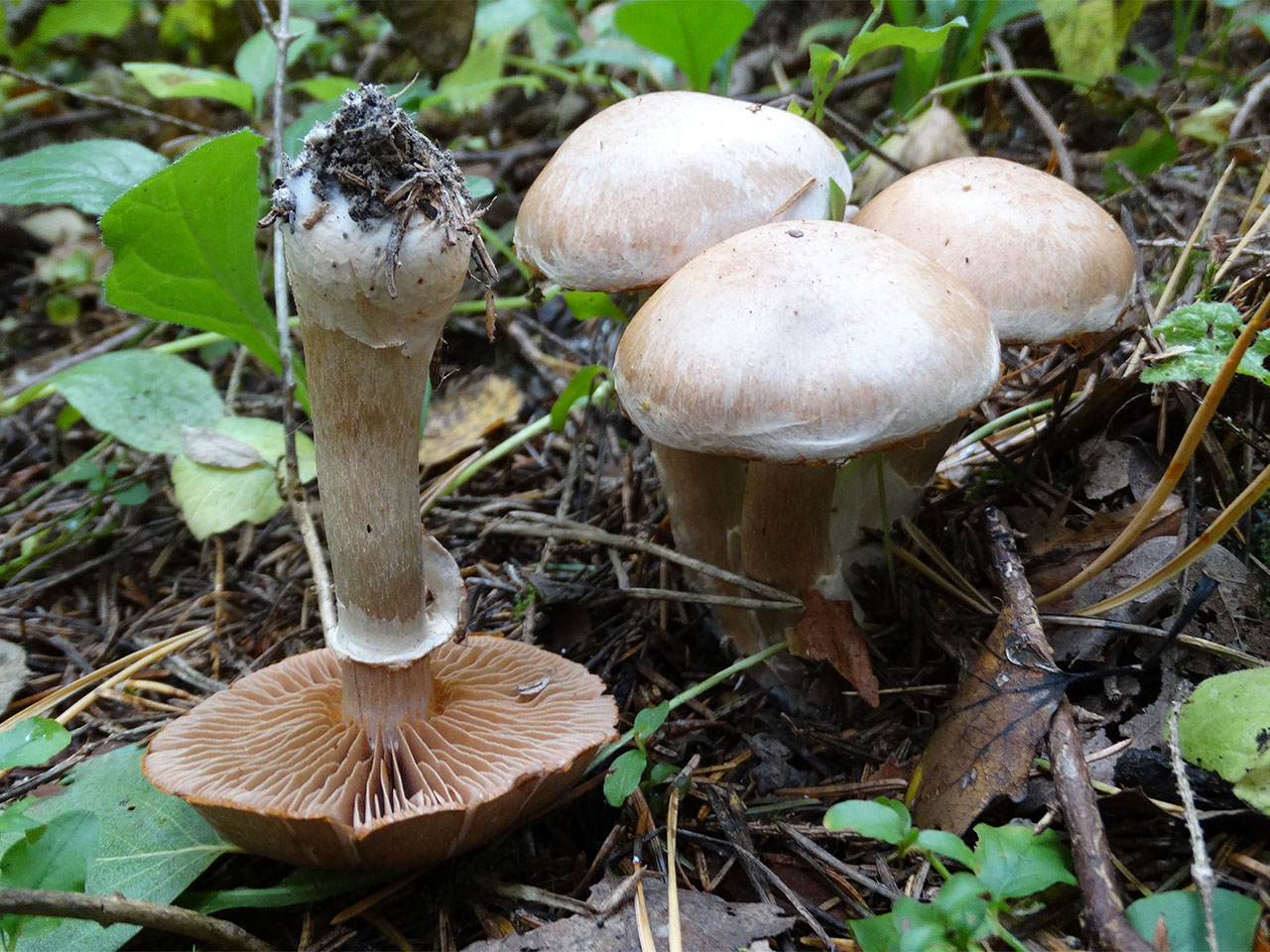 Cortinarius bivelus AMF 20170922-01