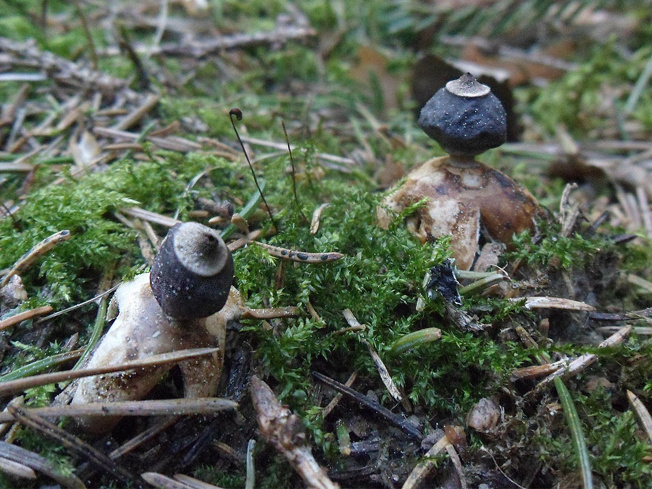 Geastrum fornicatum AMF 20170524-02