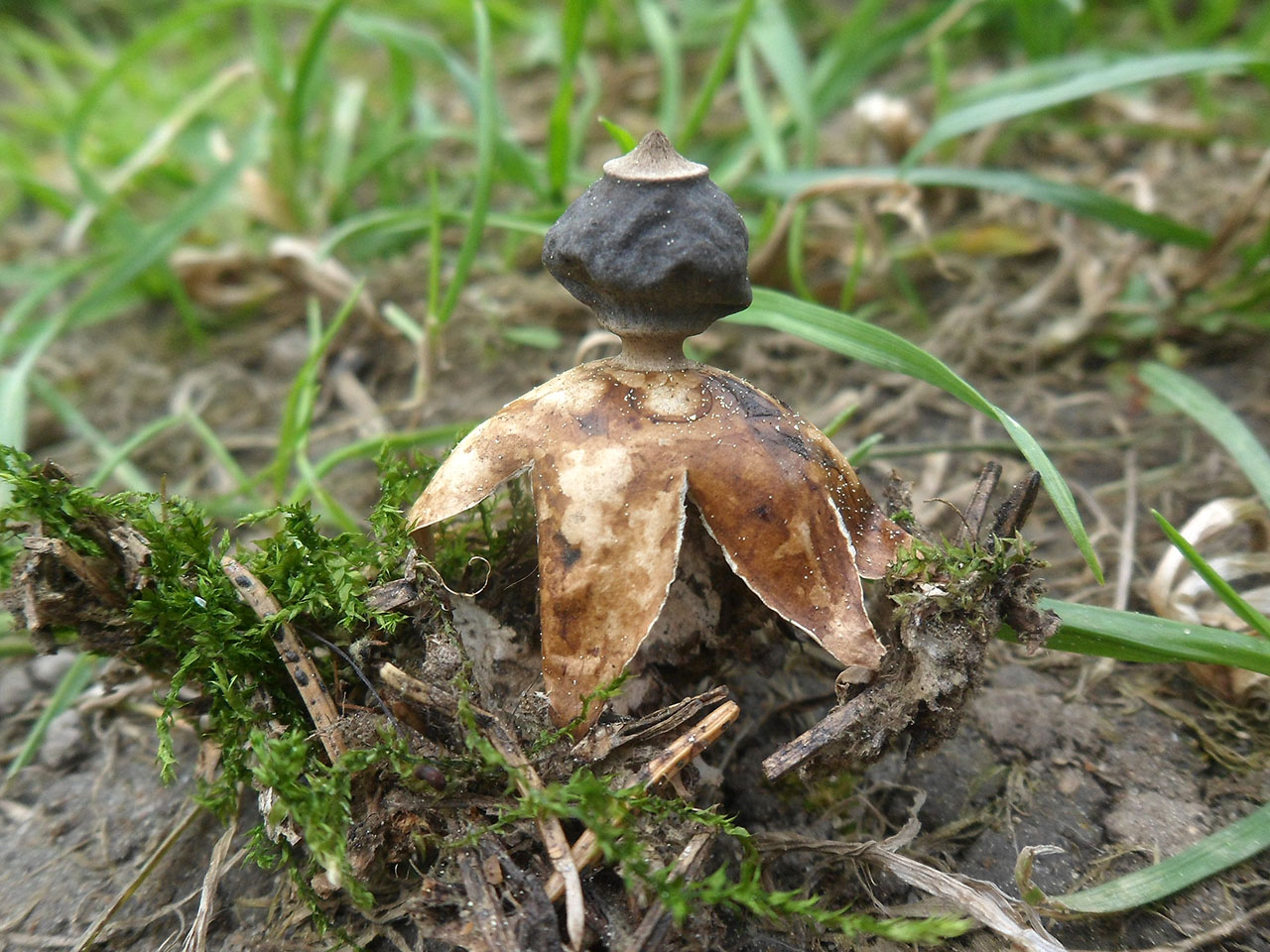 Geastrum fornicatum AMF 20170524-03