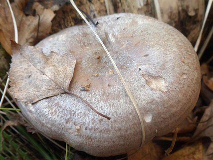 Lactarius flexuosus AMF 20161015-06