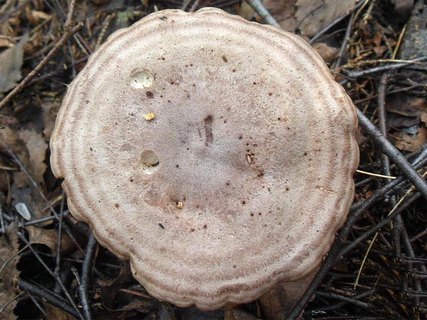 Lactarius flexuosus AMF 20160724-07