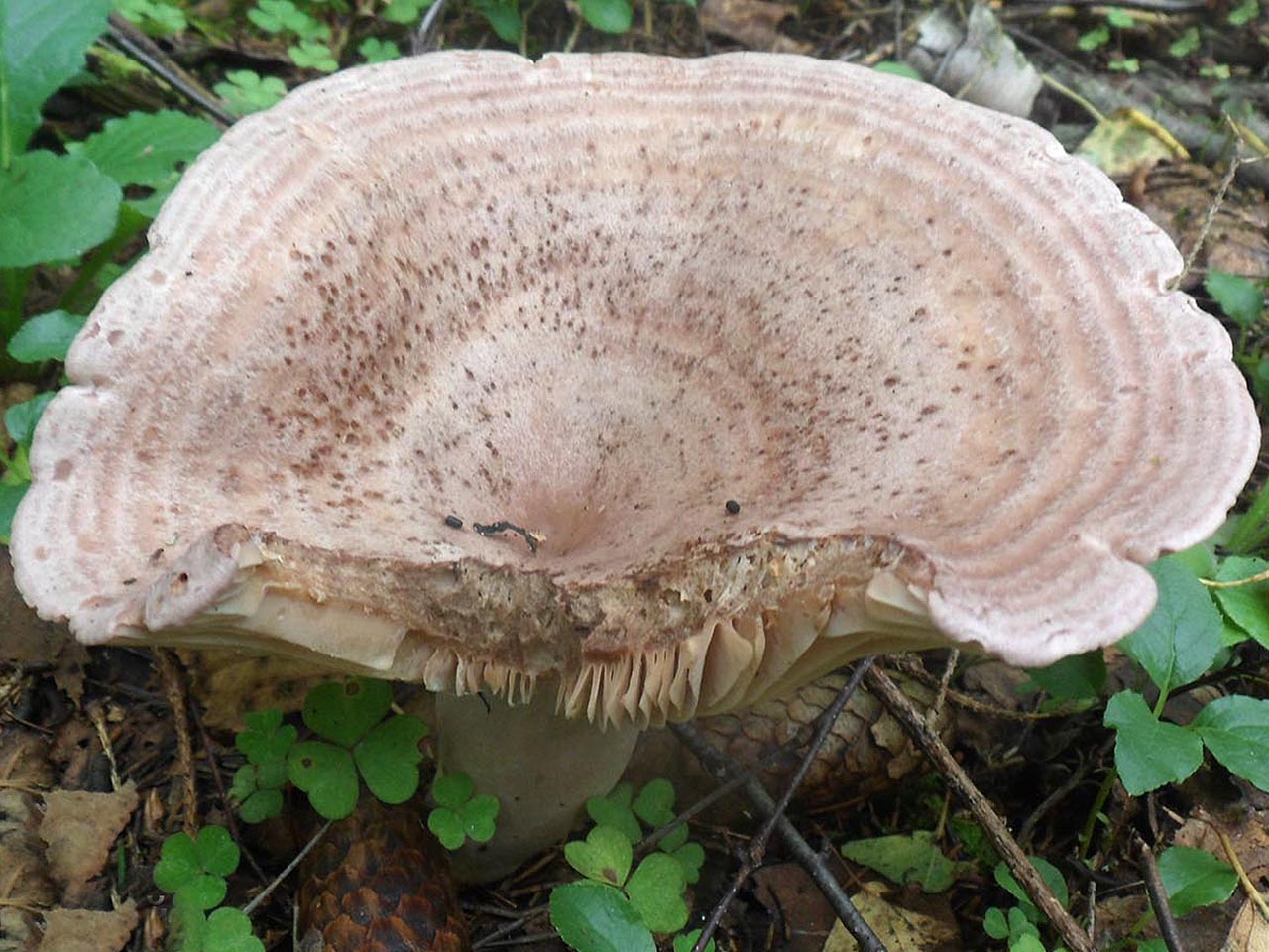 Lactarius flexuosus AMF 20160826-05