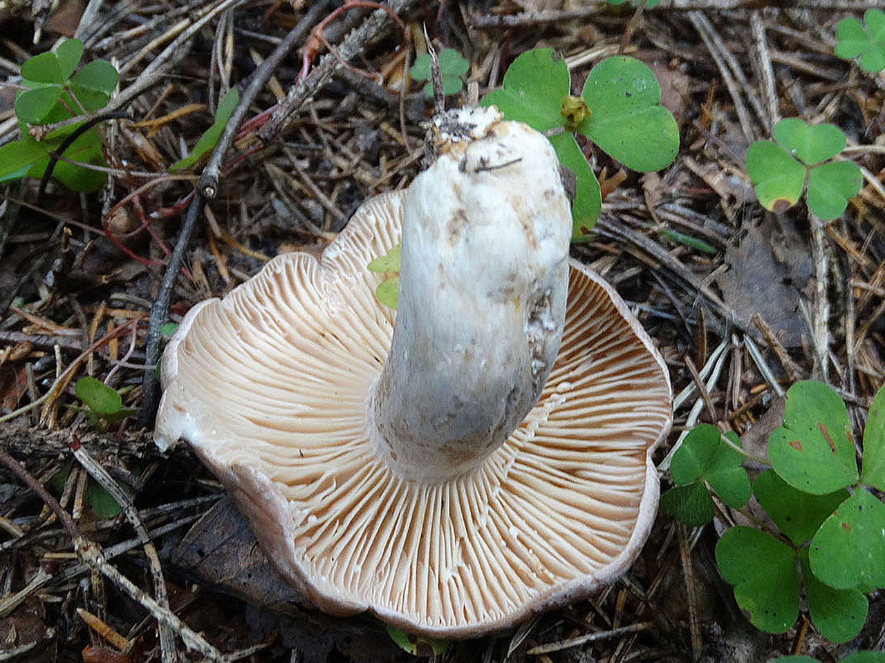 Lactarius flexuosus AMF 20170822-02