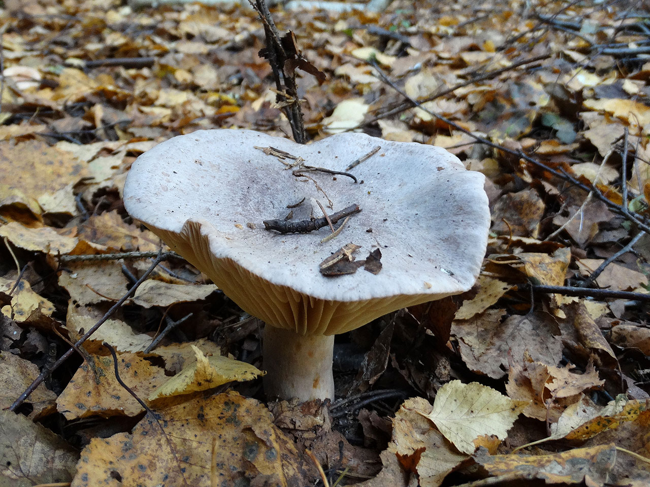 Lactarius flexuosus AMF 20170925-04