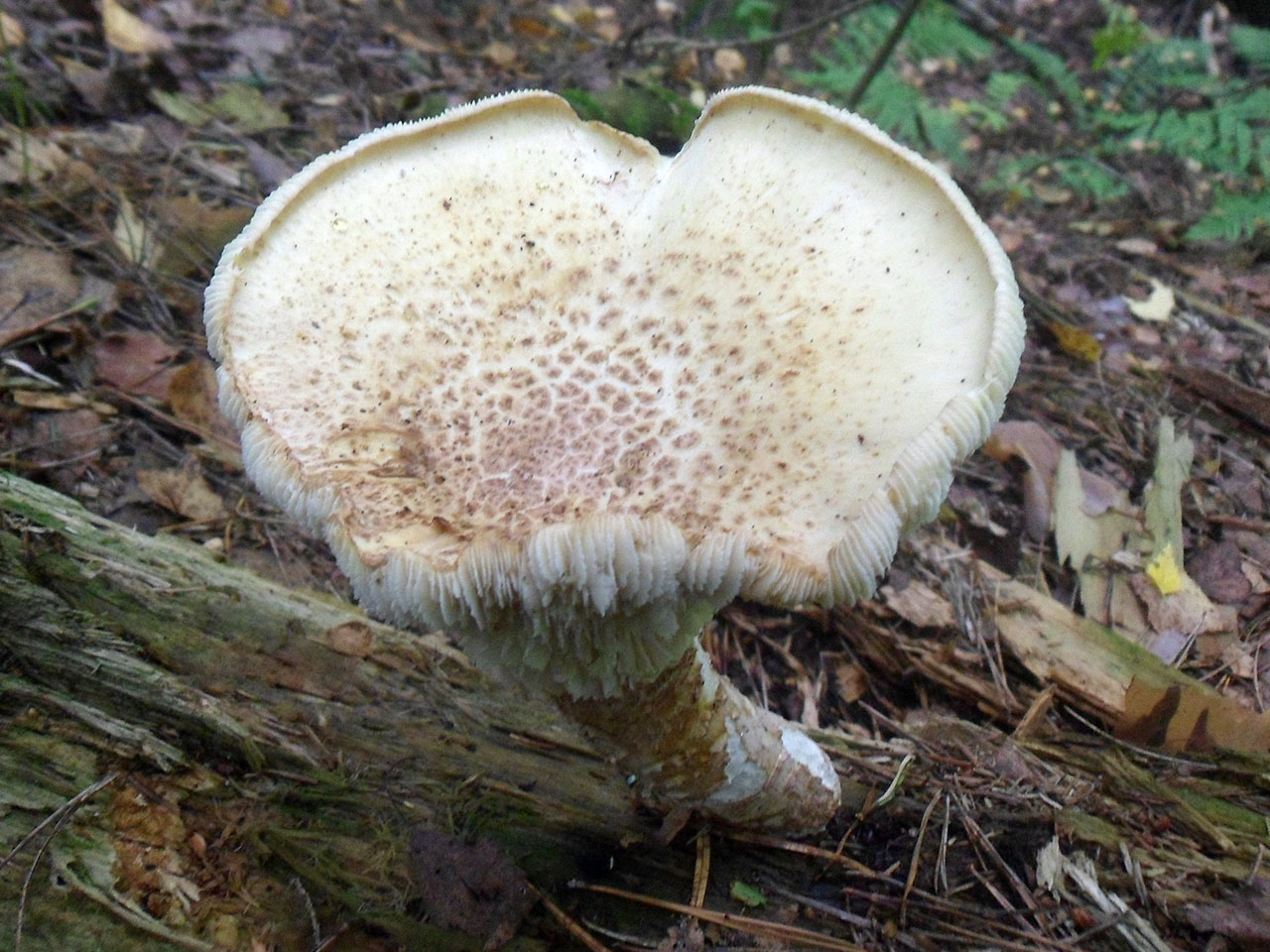 Lentinus tigrinus AMF 20170904-01