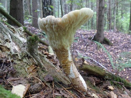 Lentinus tigrinus AMF 20170904-02