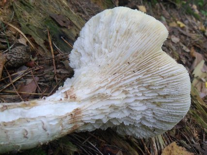 Lentinus tigrinus AMF 20170904-03