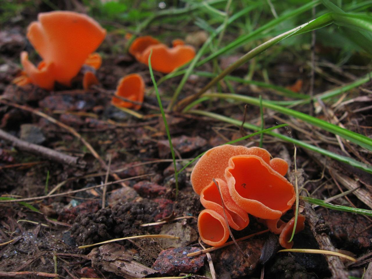 Aleuria aurantia