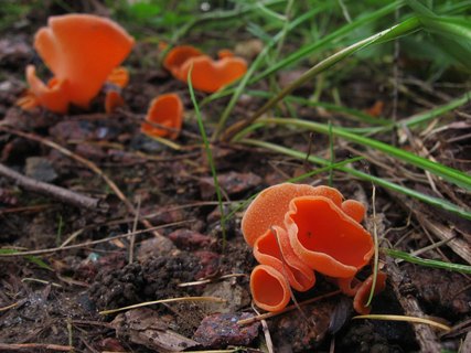 Aleuria aurantia