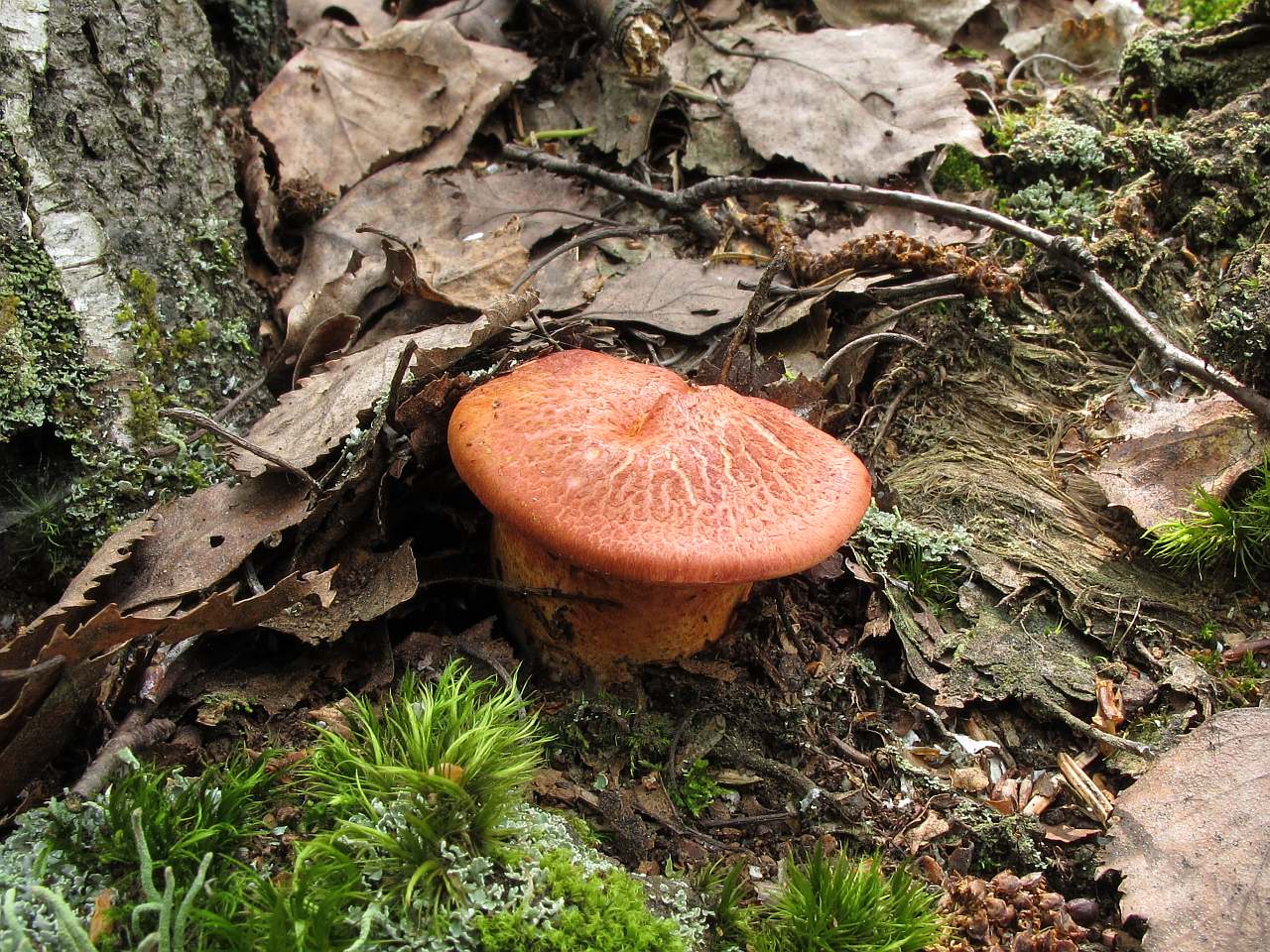 Cortinarius bolaris