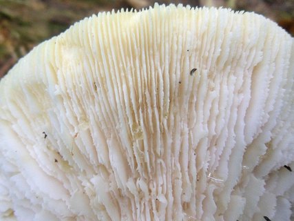 Lentinus tigrinus AMF 20170904-04