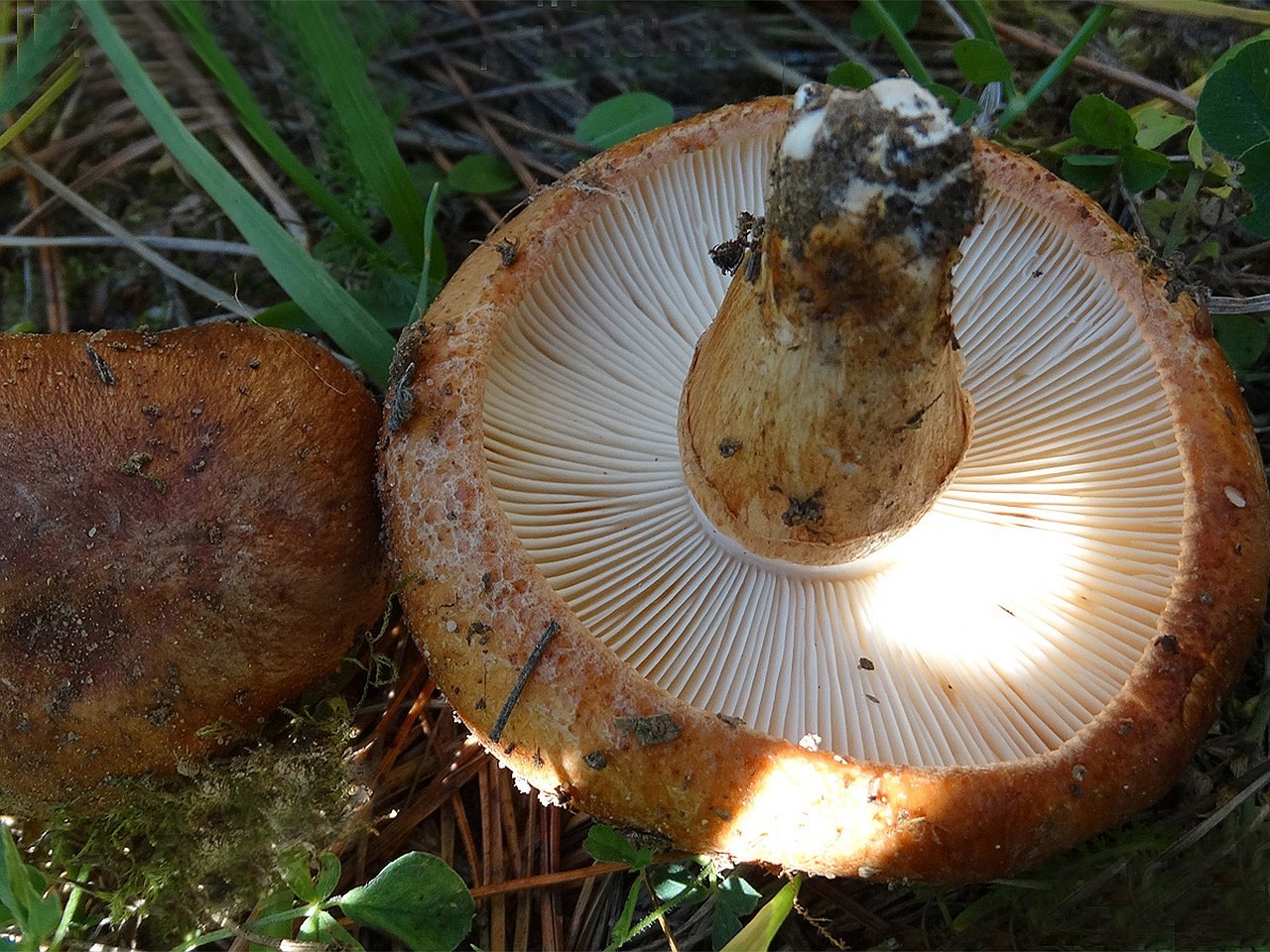 Tricholoma batschii