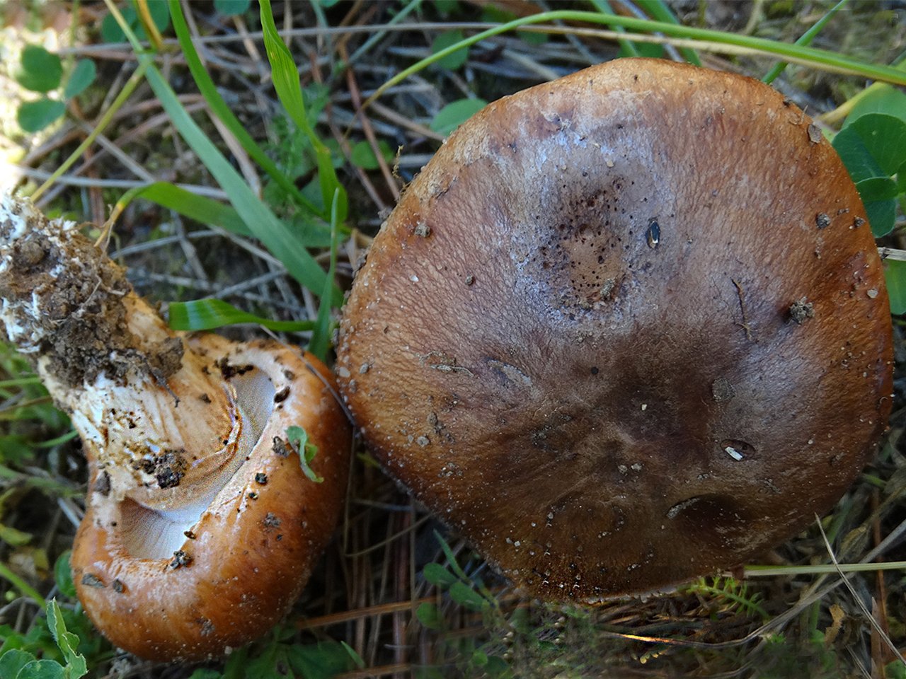 Tricholoma batschii AMF 20140916-05