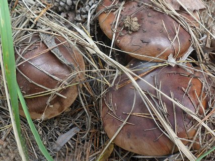 Tricholoma batschii AMF 20160927-02