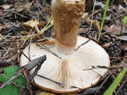 Tricholoma batschii AMF 20160927-03