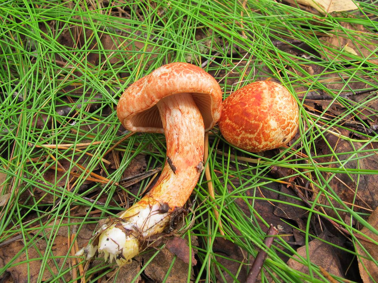 Cortinarius bolaris