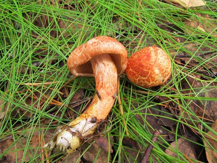 Cortinarius bolaris