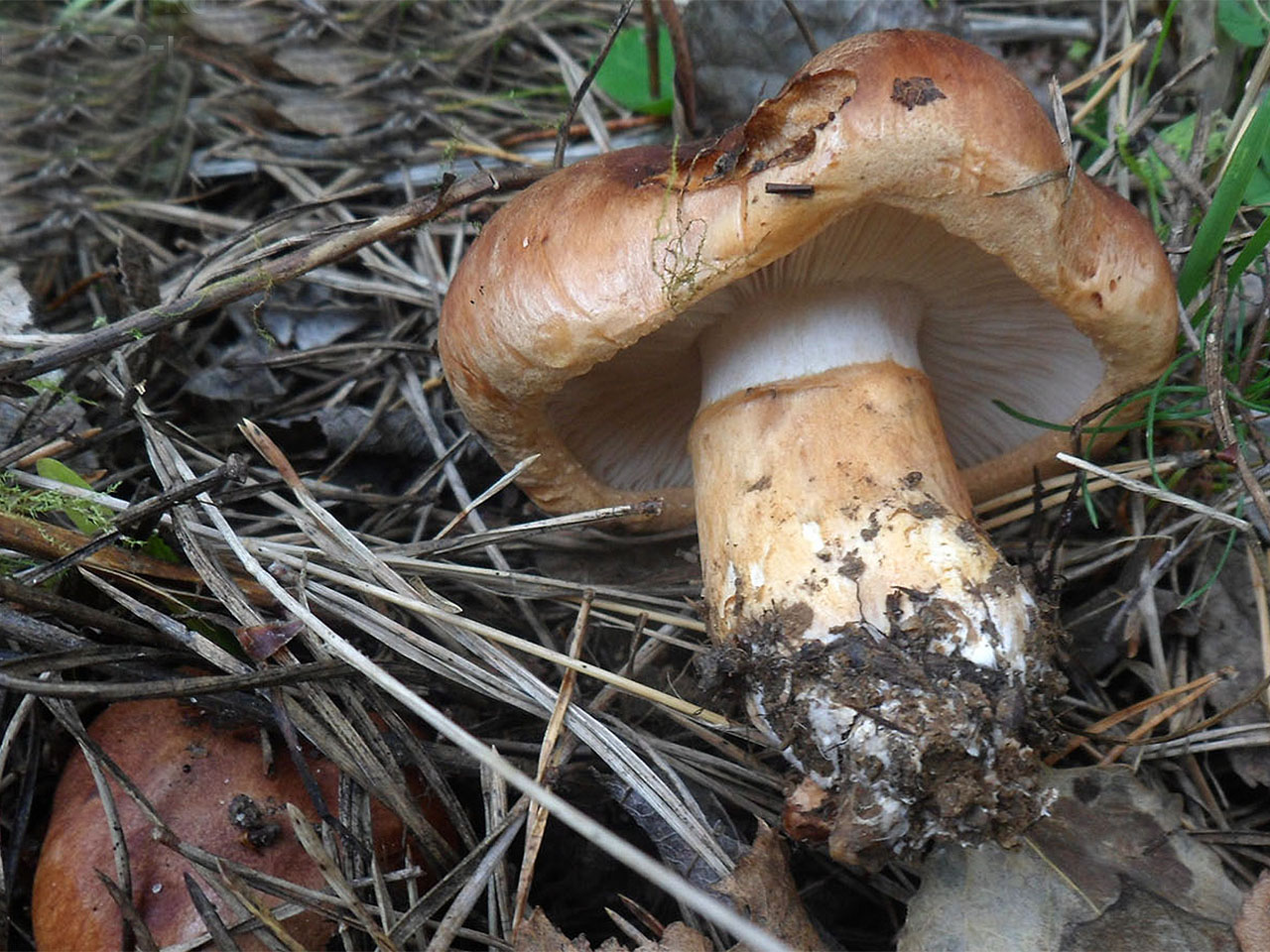 Tricholoma batschii AMF 20160927-06