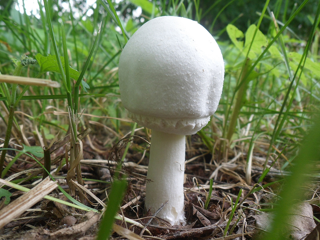 Agaricus arvensis AMF 20170716-05