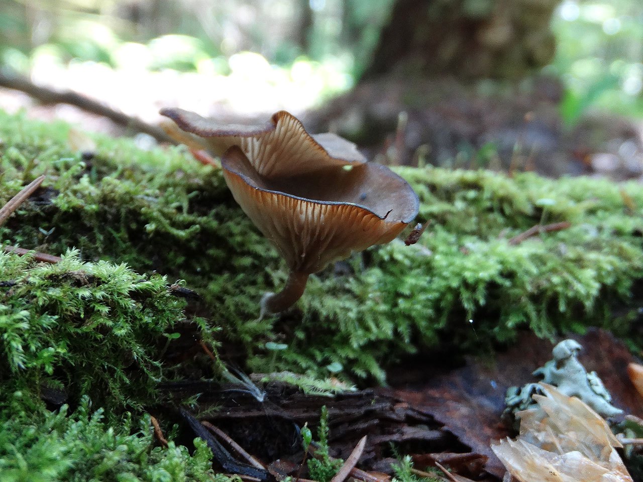 Arrhenia epichysium