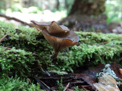 Arrhenia epichysium AMF 20170611-02