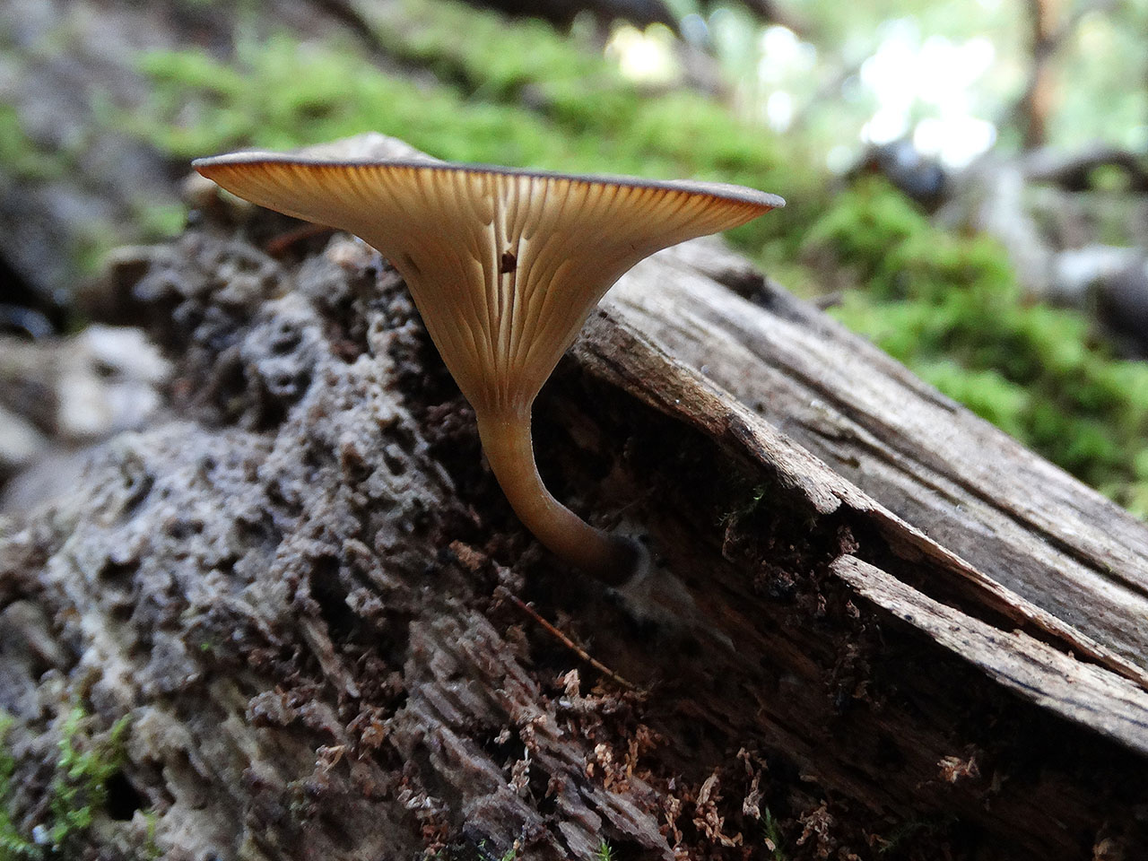 Arrhenia epichysium AMF 20170819-04