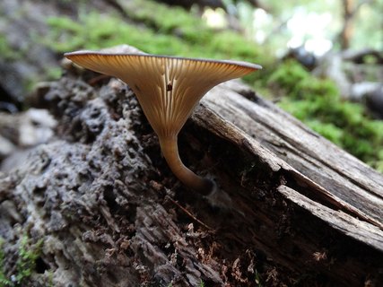 Arrhenia epichysium AMF 20170819-04
