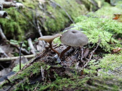 Arrhenia epichysium AMF 20170819-05