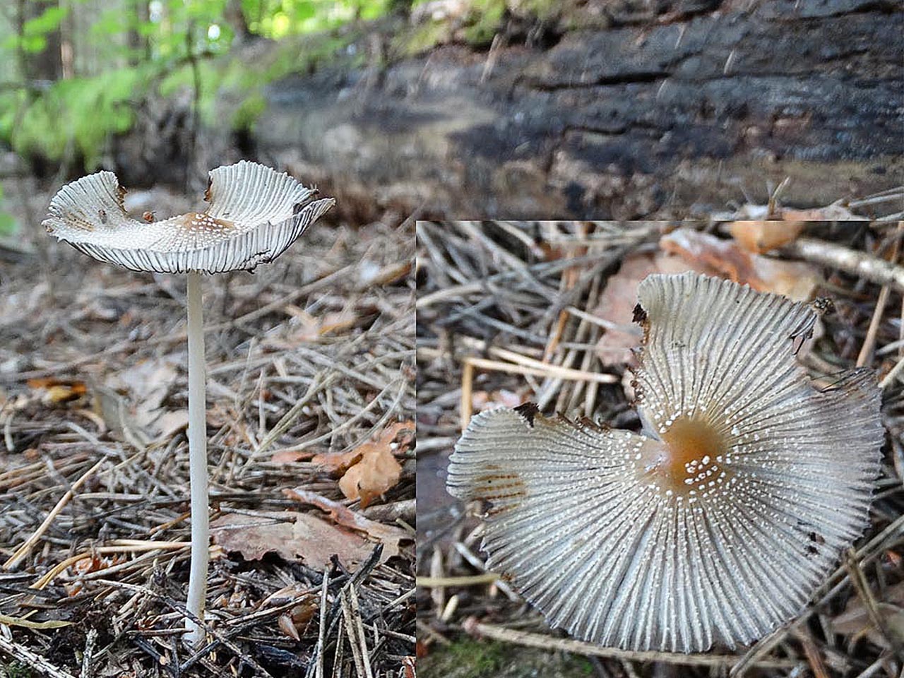 Coprinopsis cinerea AMF 20160715-09