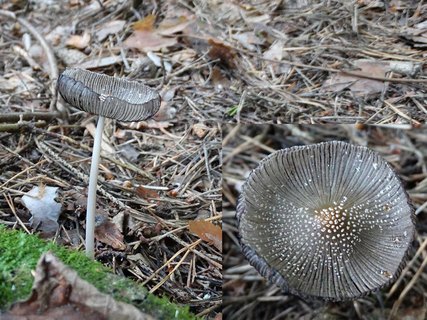Coprinopsis cinerea AMF 20160715-10