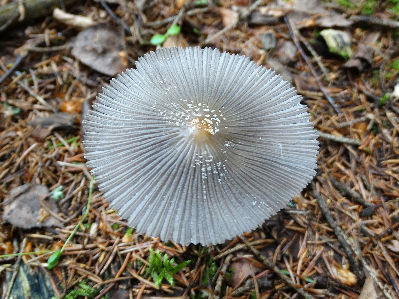 Coprinopsis cinerea AMF 20170617-06