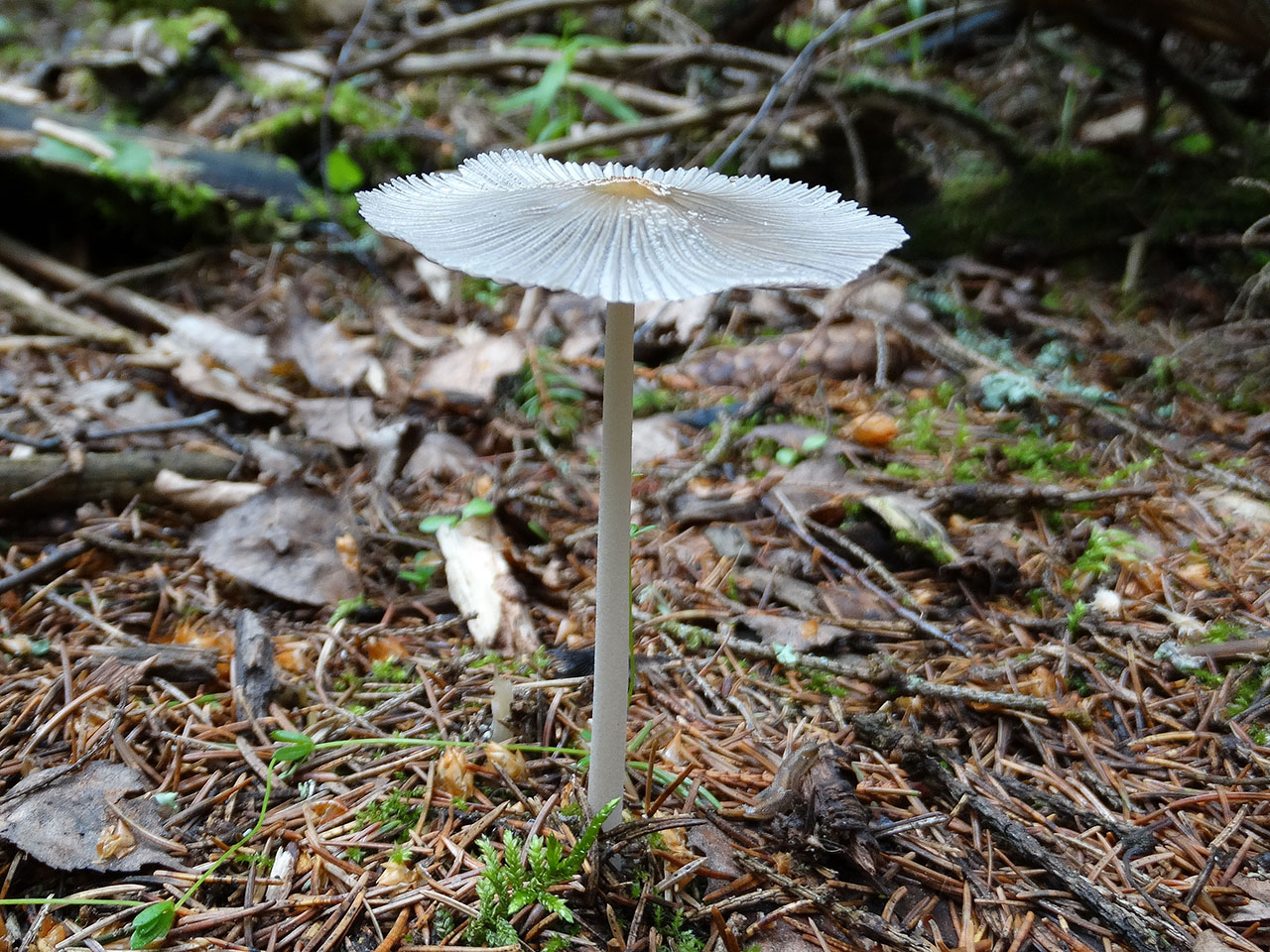 Coprinopsis cinerea AMF 20170617-07
