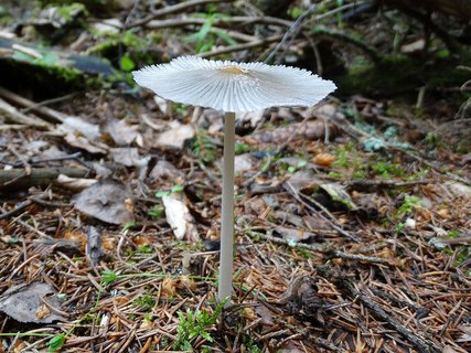 Coprinopsis cinerea AMF 20170617-07